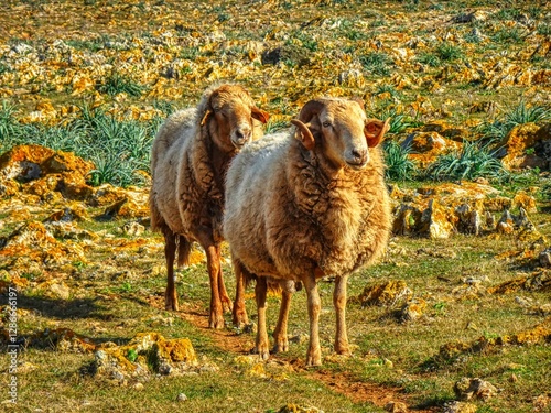 Punta Nati (Camí de Cavalls) - ovelles - Menorca (Balears)