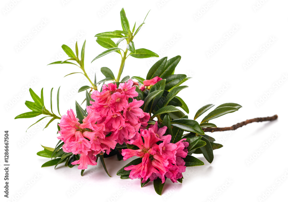 Obraz premium Rusty leaved alpenrose