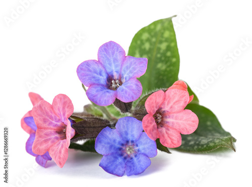 Common lungwort