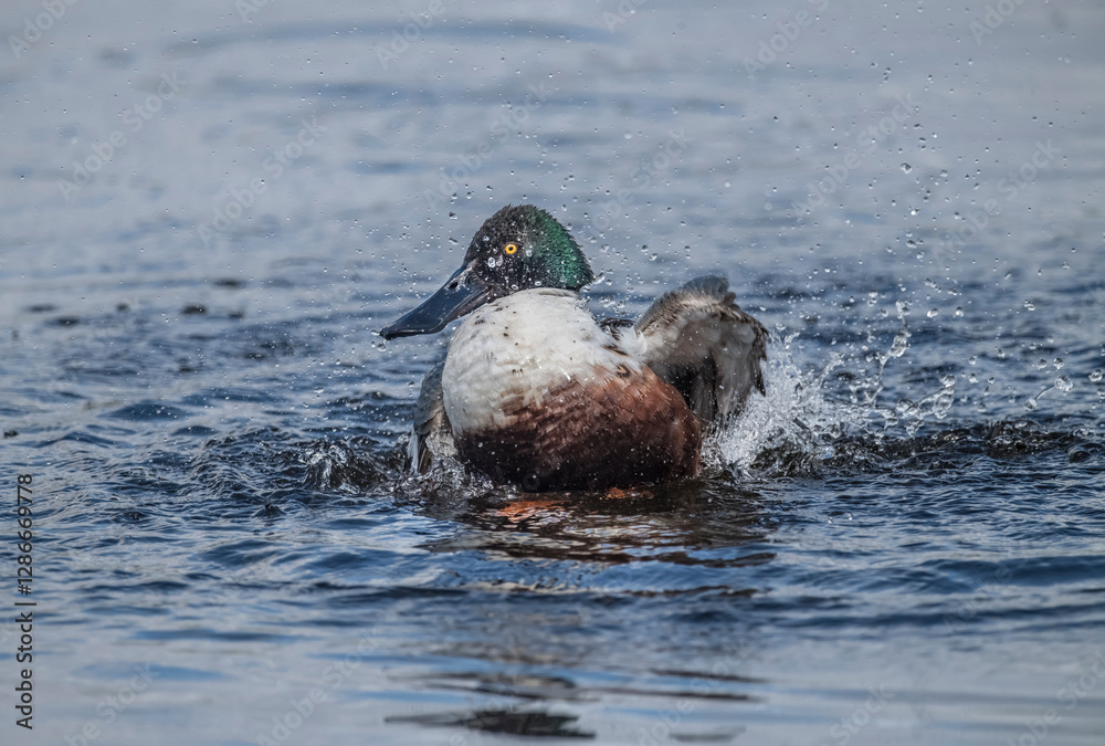 Fototapeta premium Shoveler displaying on a loch in Scotland in the Springtime