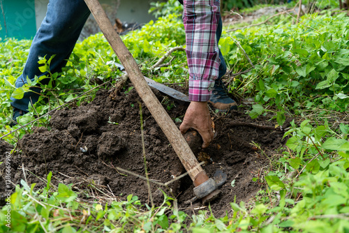Farmer collecting tubers from the ground during the cassava harvesting process