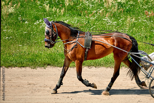 a beautiful horse running along a hippodrome