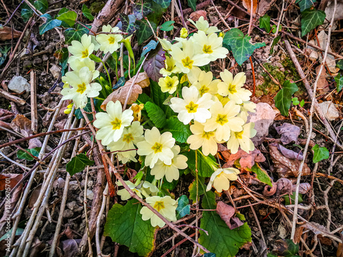 Background with wild yellow primrose flowers