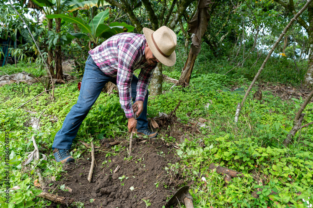 Hispanic farmer planting yuca on his family farm Hispanic farmer planting yuca on his family farm