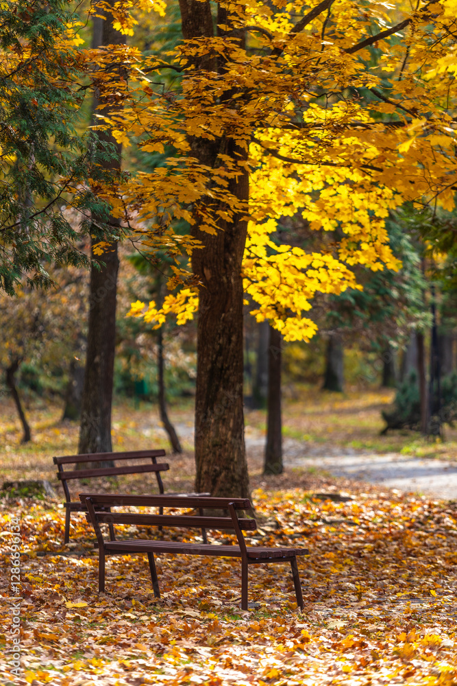 Autumn park with benches. Autumn park with benches.