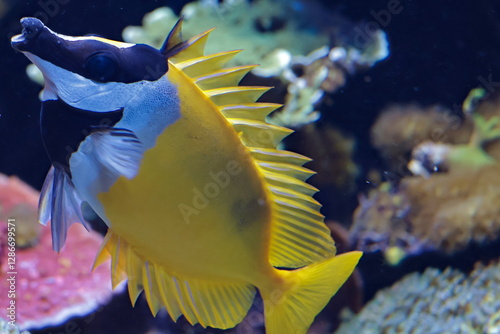 foxface rabbitfish photo