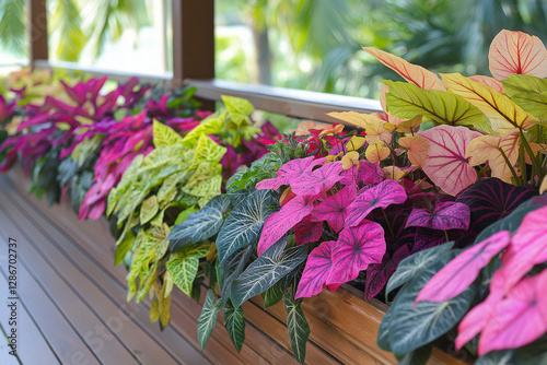 Tropical caladium leafed plants on deck in mass plantings