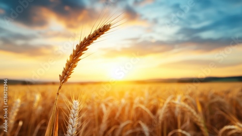 A stunning golden wheat field captured at sunset, showcasing a breathtaking landscape with warm hues and a sense of tranquility as the sun dips below the horizon.
