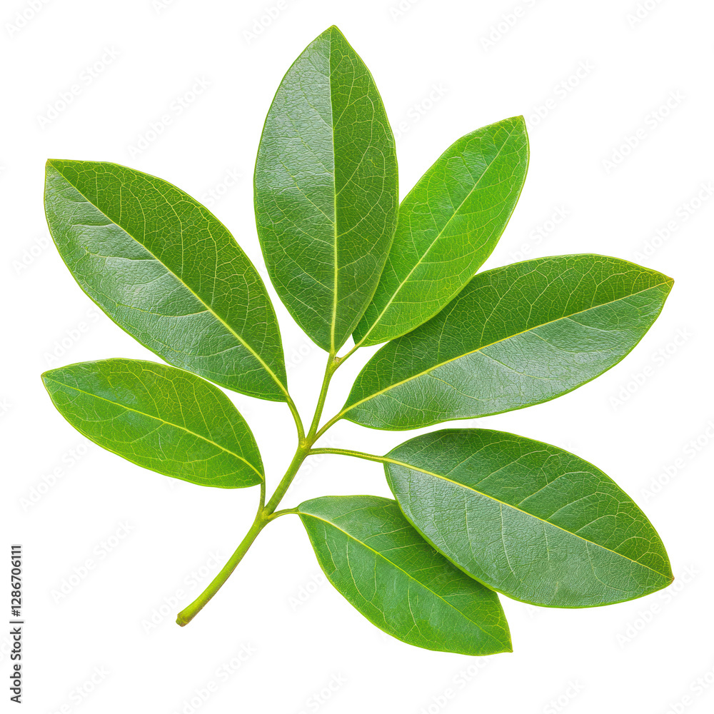 Fototapeta premium Green leaf branch with multiple oval leaves arranged in a fan-like shape. The leaves have visible veins and smooth surfaces, showcasing natural patterns. Isolated on transparent background, png.