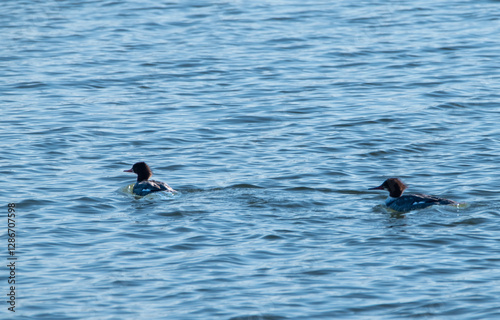 ducks in the water