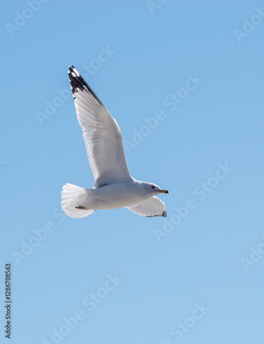 Spread your wings