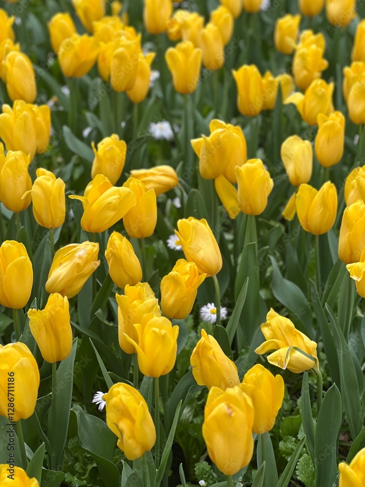 field of tulips field of tulips