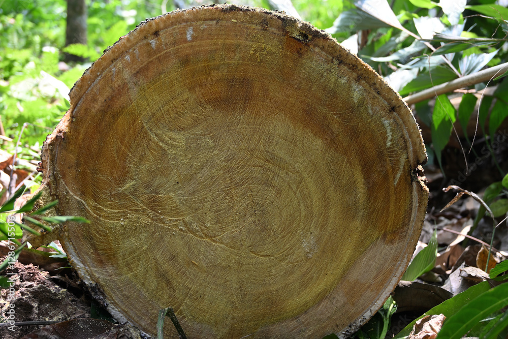 A freshly cut jack tree trunk that is felled on the ground A freshly cut jack tree trunk that is felled on the ground