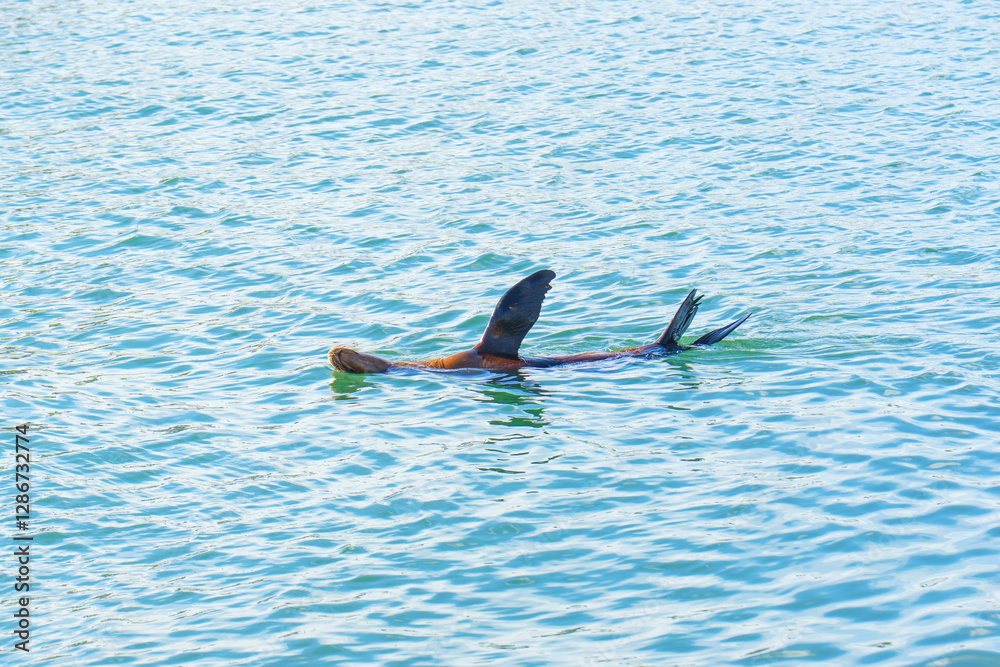 Fototapeta premium Sea Lion Soaking in Calm Waters of Oceanside, California