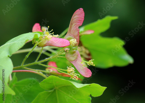 The fruit is a field maple (Acer campestre)