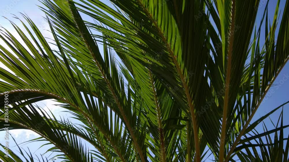Low-angle video shot of palm leaves against a clear blue sky, capturing a tropical, serene vibe with vibrant green and blue hues. Low-angle video shot of palm leaves against a clear blue sky, capturing a tropical, serene vibe with vibrant green and blue hues.
