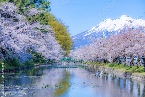 美しい弘前の桜
