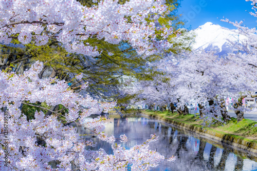 美しい弘前の桜