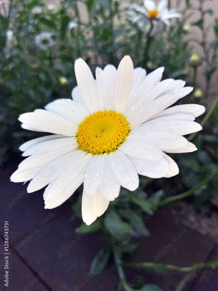 Common Daisy flower, white petals with a yellow centre, water droplets on the petals and dark green foliage background Common Daisy flower, white petals with a yellow centre, water droplets on the petals and dark green foliage background
