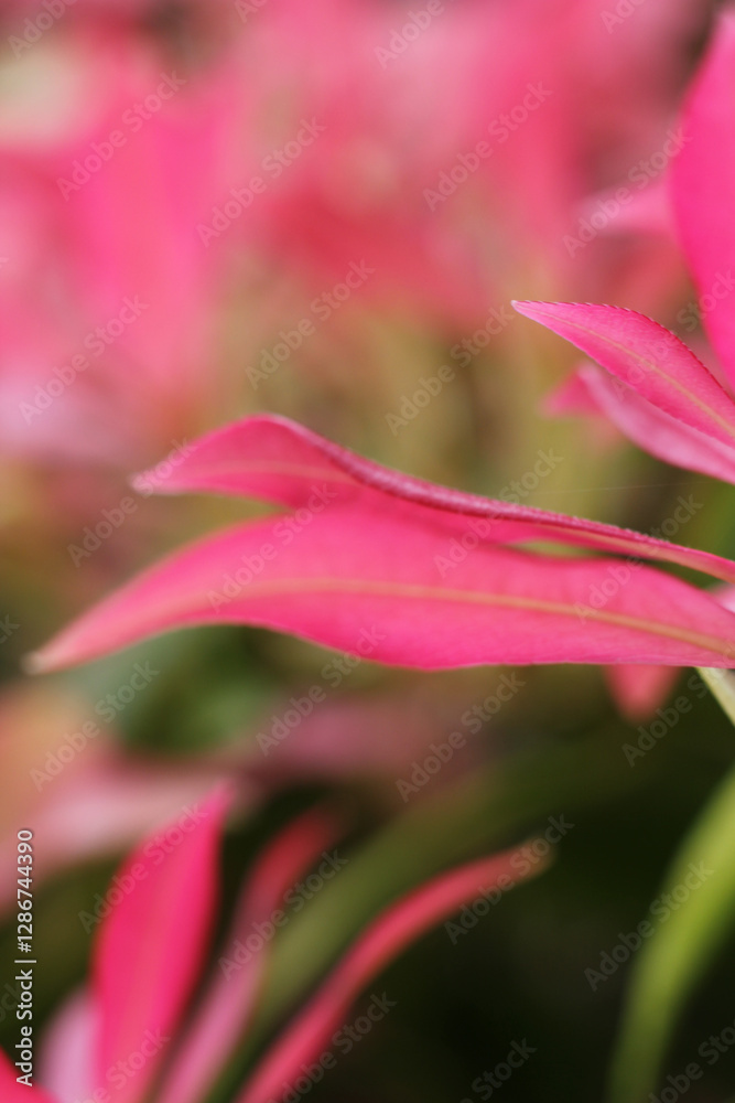 Spring, pink flowering leaf of the Forest Flame, an evergreen shrub, close up on portrait format Spring, pink flowering leaf of the Forest Flame, an evergreen shrub, close up on portrait format