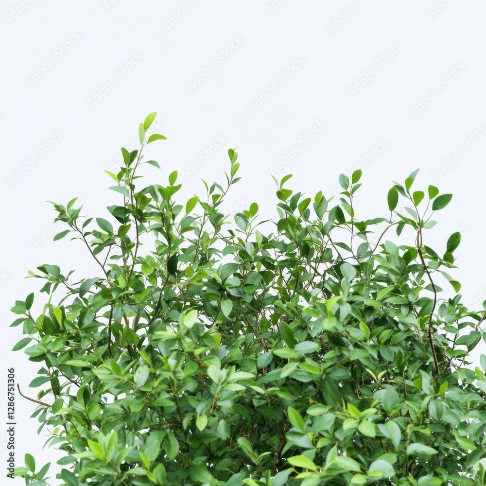 Vibrant green bush on white background