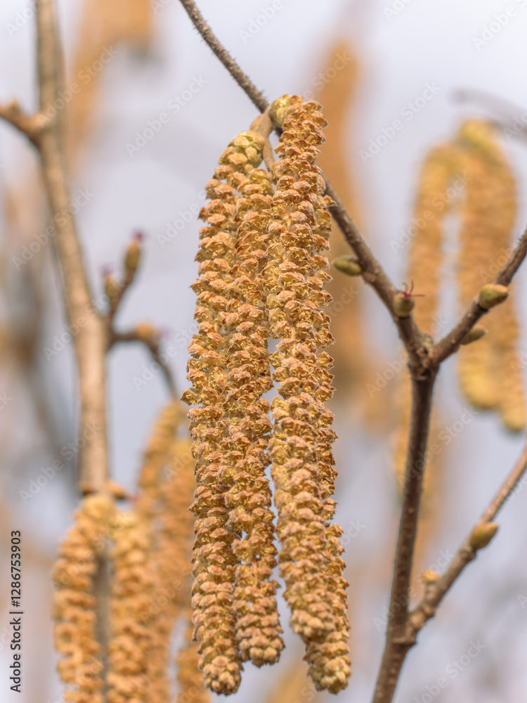 Nahaufnahme von blühenden Kätzchen an einem kleinen Zweig der Hasel (Corylus avellana). Nahaufnahme von blühenden Kätzchen an einem kleinen Zweig der Hasel (Corylus avellana).