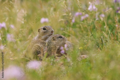Two cute baby euroopean ground squirrel is sitting in the grass. Spermophilus citellus