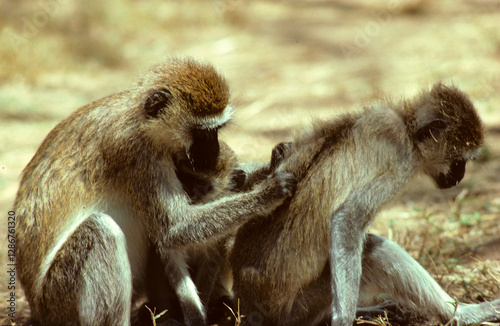 Vervet, singe, Chlorocebus pygerythrus