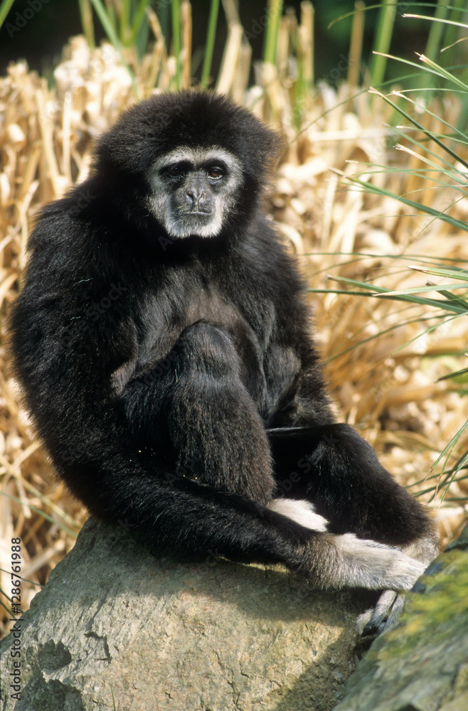 Singe, colobe Guereza, Colobus guereza, Singe, colobe Guereza, Colobus guereza,