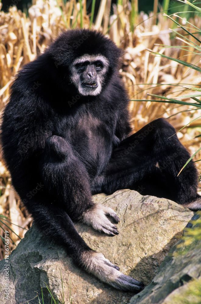 Colobe guéréza, femelle et jeune, Colobus guereza Colobe guéréza, femelle et jeune, Colobus guereza