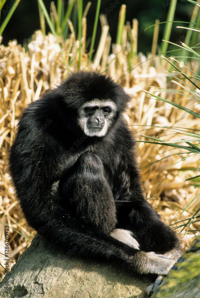 Colobe guéréza, femelle et jeune, Colobus guereza Colobe guéréza, femelle et jeune, Colobus guereza