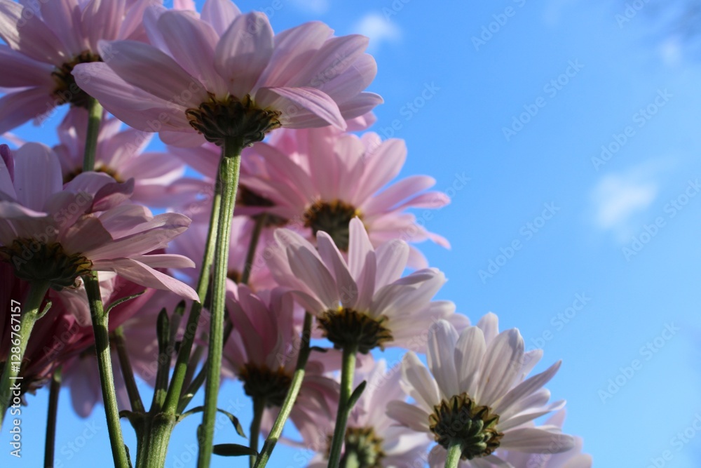 Pink Daisies Against Blue Sky Viewed From Below Pink Daisies Against Blue Sky Viewed From Below