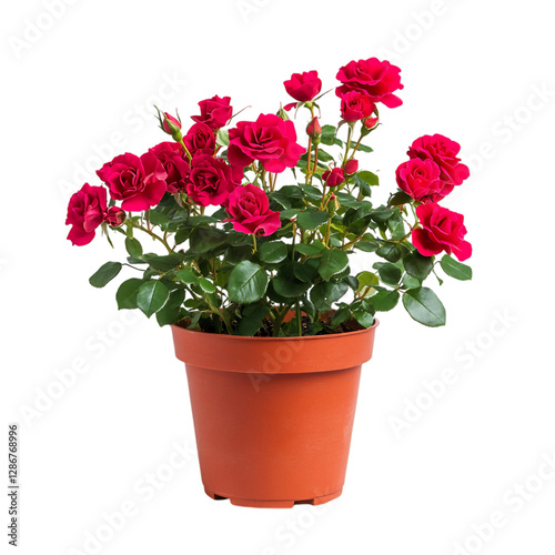 Wallpaper Mural Vibrant Potted Rose Plant with Red Pot and Pink Flowers Isolated on Transparent Background Torontodigital.ca