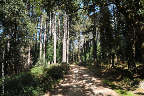 La foresta di Pino Larice di Fiorentini photo