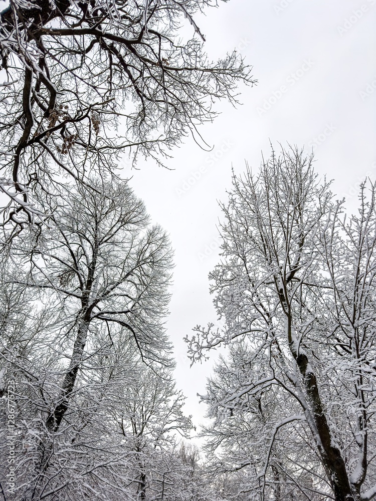 A mesmerizing close-up of tree branches covered in freshly fallen snow, forming intricate patterns against a muted winter sky. The delicate balance of snow adds a serene and peaceful touch A mesmerizing close-up of tree branches covered in freshly fallen snow, forming intricate patterns against a muted winter sky. The delicate balance of snow adds a serene and peaceful touch