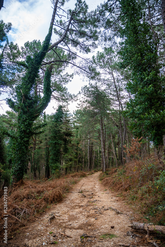 Green deep forest in mountain near bay Boka and Kotor town in Montenegro in winter time Green deep forest in mountain near bay Boka and Kotor town in Montenegro in winter time