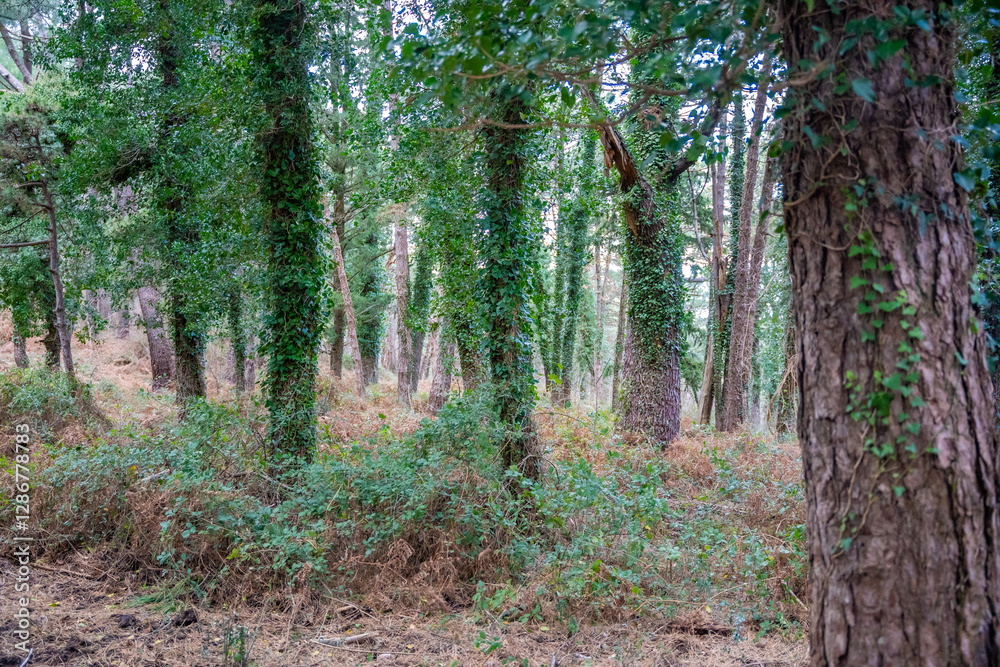 Obraz premium Green deep forest in mountain near bay Boka and Kotor town in Montenegro in winter time