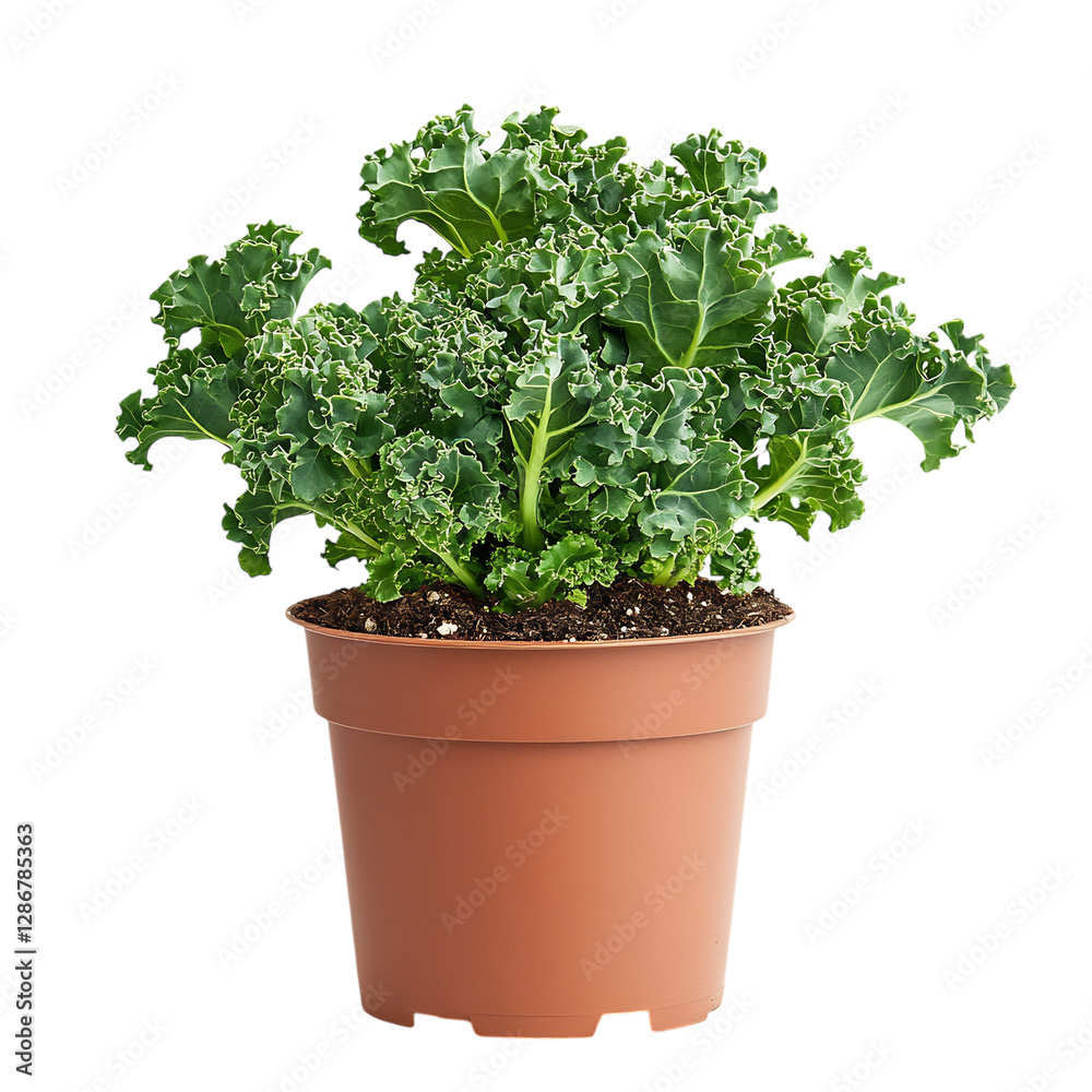 A Small Potted Kale Plant with Dark Green Curly Leaves Isolated on Transparent Background A Small Potted Kale Plant with Dark Green Curly Leaves Isolated on Transparent Background