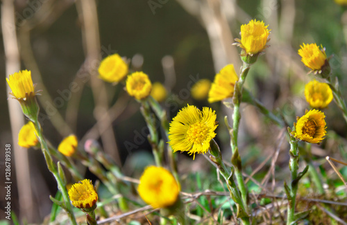 Yellow flowers coltsfoot ( Tussilago farfara ) blooming in spring forest in sun light. Other names: tash plant, coughwort, farfara, foalswort, horse foot photo