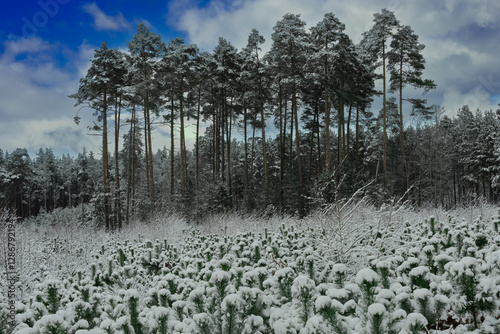 Sosnowy młodnik. Małe niskie drzewka pokryte grubą warstwą śniegu. W oddali widać wysokie, strzeliste sosny. photo