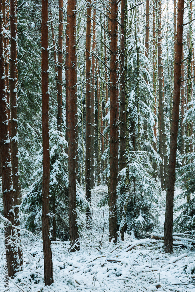 Zima w wysokim, sosnowym lesie. Ziemię i gałęzie drzew pokryte są warstwą białego śniegu.