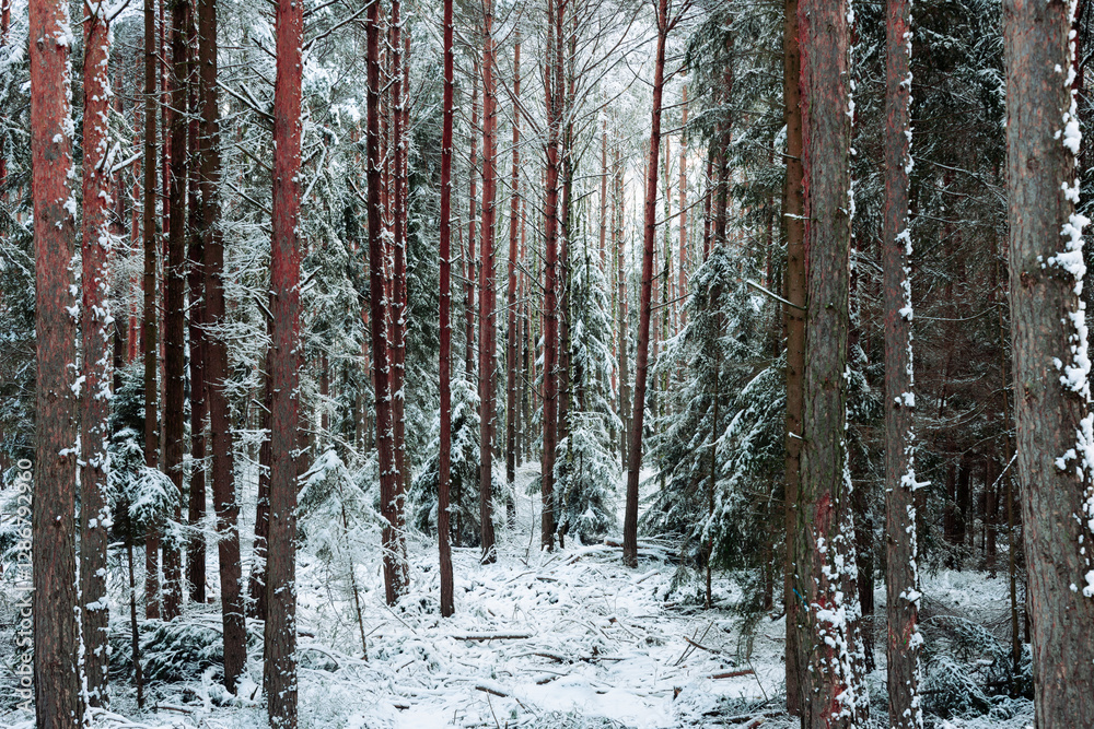 Zima w wysokim, sosnowym lesie. Ziemię i gałęzie drzew pokryte są warstwą białego śniegu.