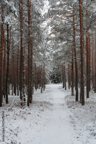 Droga w sosnowym, wysokim lesie zimą. Ziemię i gałęzie drzew pokryte są warstwą białego śniegu.