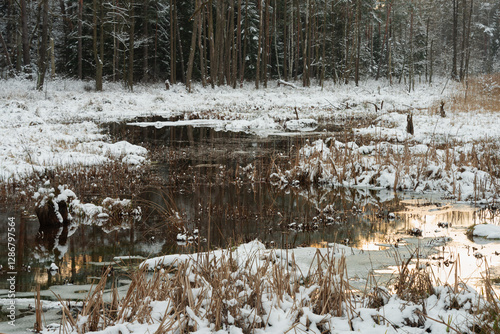 Leśne moczary w zimowy dzień. Naturalny rezerwuar wody. Drzewa pozbawione są liści. Brzegi i kępy trawy w wodzie pokrywa warstwa puszystego śniegu. Woda jest częściowo zamarznięta.
