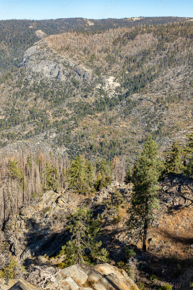 Pine trees and mountains in Yosemite park Pine trees and mountains in Yosemite park