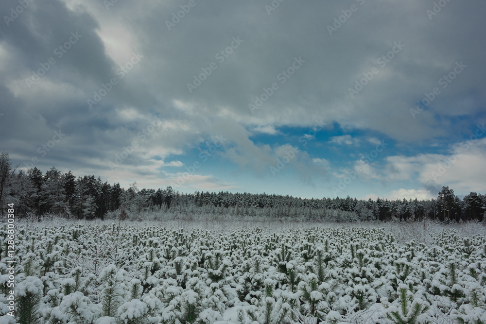 Sosnowy młodnik. Małe niskie drzewka pokryte grubą warstwą śniegu. W oddali widać wysokie, strzeliste sosny.