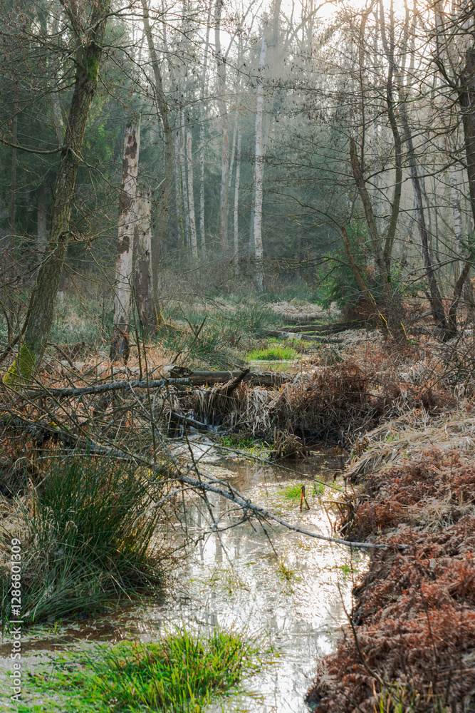Bagna leśne w dzień bezśnieżny. Naturalny zbiornik wodny. Drzewa są pozbawione liści. Trawy i paprocie rosnące na brzegach są suche, żółte i brązowe.