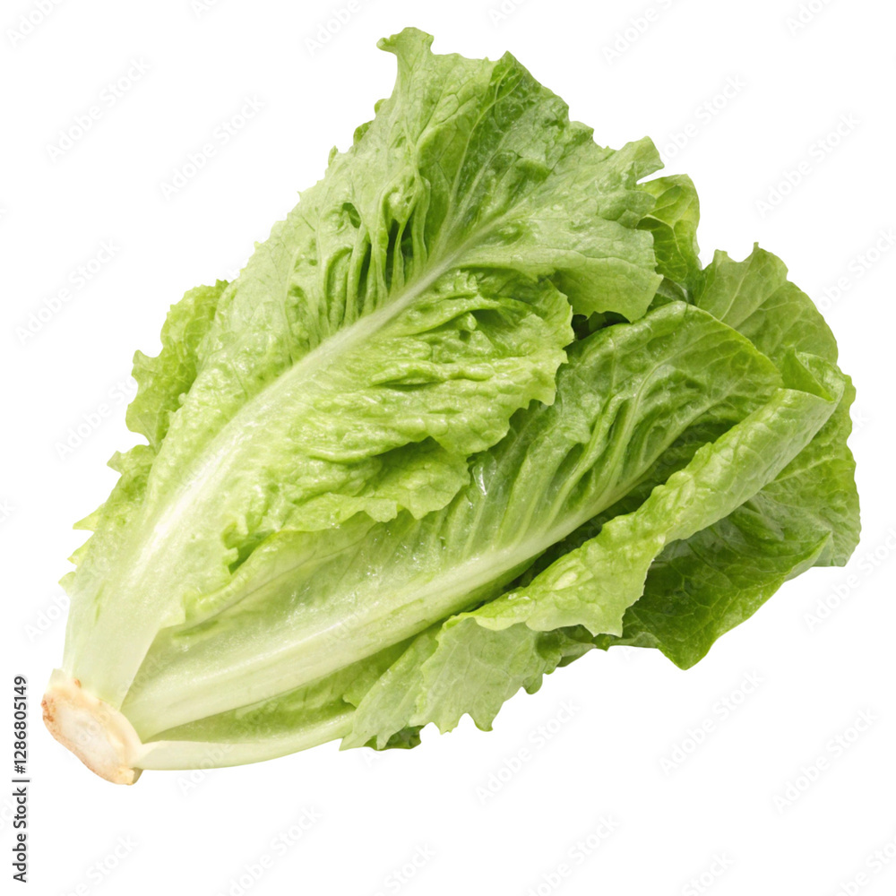 Fresh lettuce isolated on transparent background Fresh lettuce isolated on transparent background