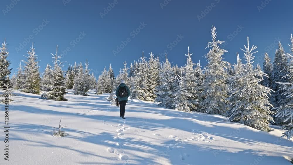 Girl with dog walking through snow among trees covered snow. Winter hike in mountains. Adventures in mountains.