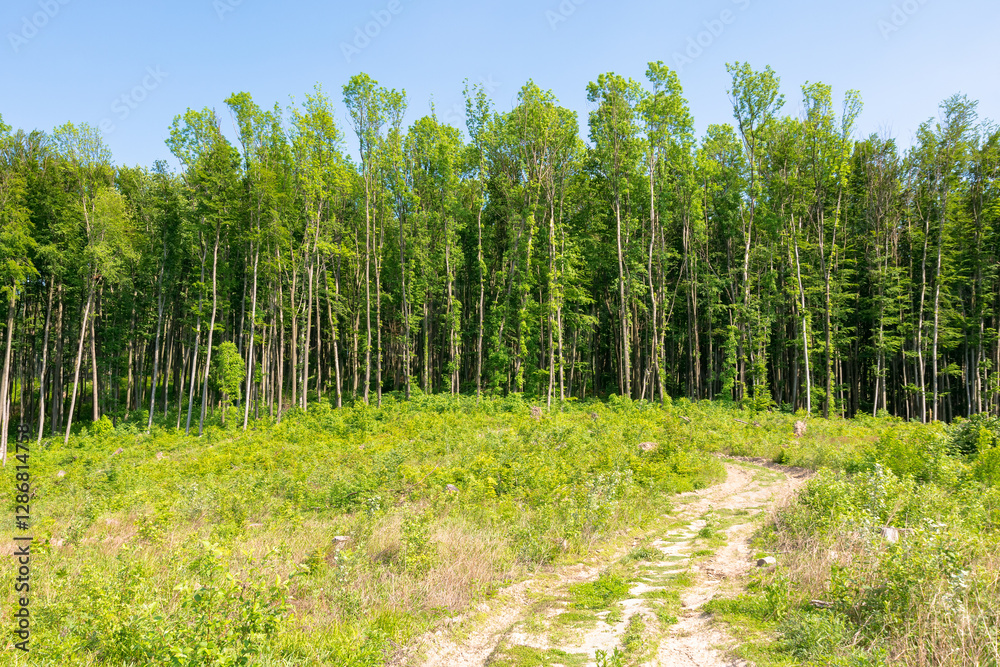 deforestation beech forest in carpathian mountains. sunny day. world climate change disaster